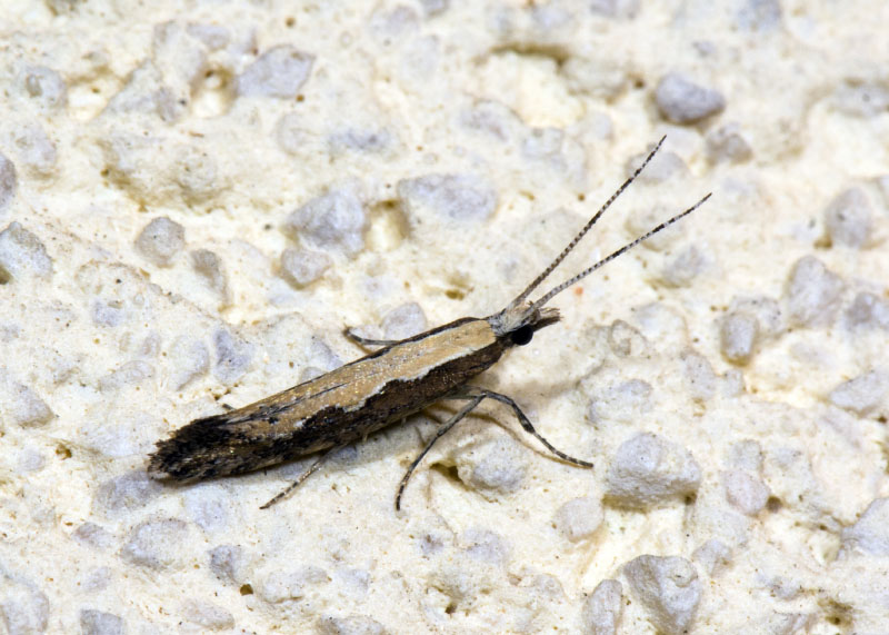 Plutella xylostella ? S